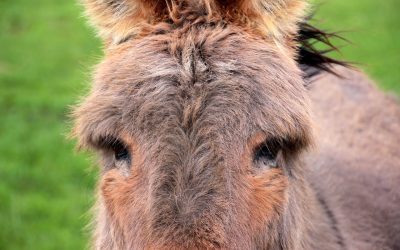 How a donkey taught me a profound life lesson